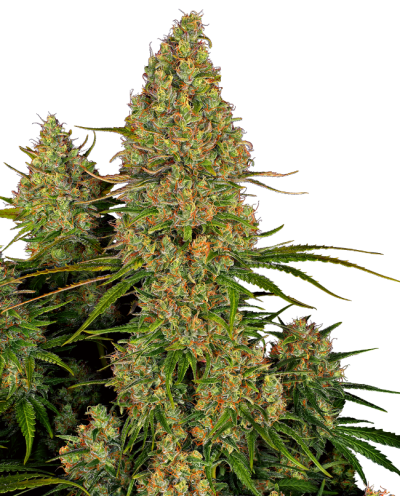 Sticky Orange XXl • Autoflower