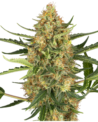 Blueberry Bubblegum • Autoflower