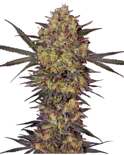 The Bird • Gefeminiseerd