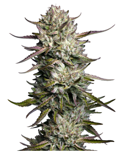 Purple Berry Muffinz • Gefeminiseerd