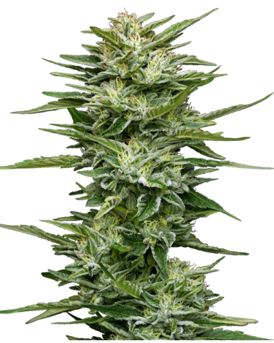 Pineapple Kush Cake • Autoflower