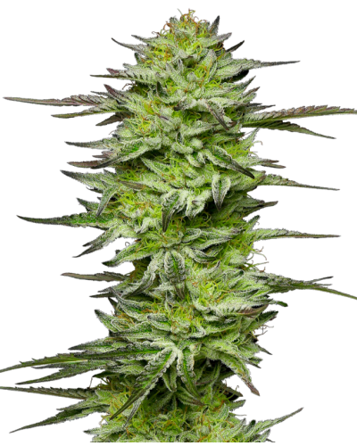 Amnesia Jelly • Autoflower