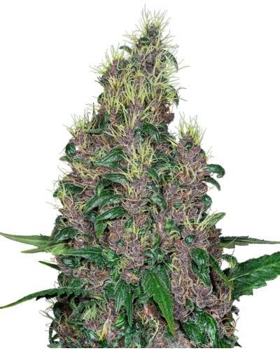 Mandarine Jam • Gefeminiseerd