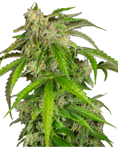 Glamour • Autoflower
