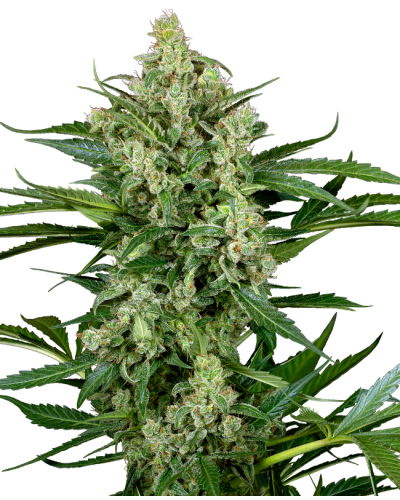 Choco • Autoflower