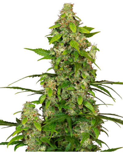 Gorillaz • Autoflower