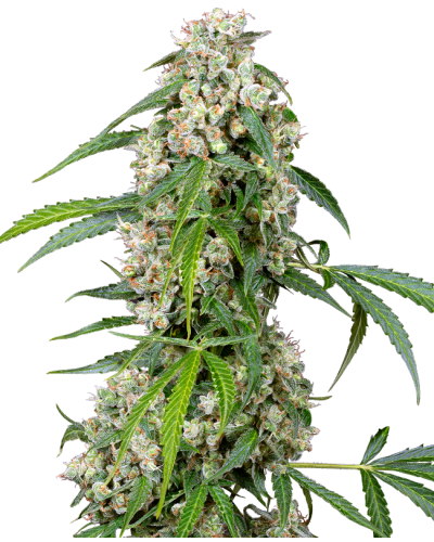 Pineapple • Autoflower