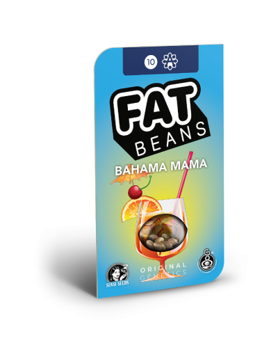 Bahama Mama • Autoflower