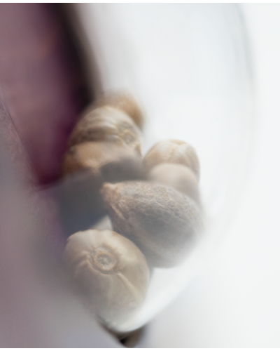 Jack Flash 5 • Gefeminiseerd