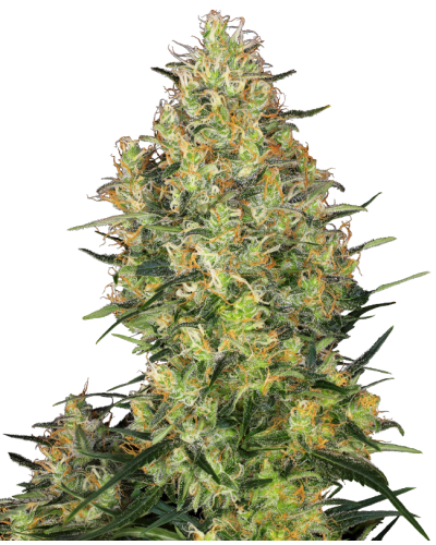 Shiva Skunk • Gefeminiseerd