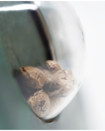 Early Skunk • Gefeminiseerd