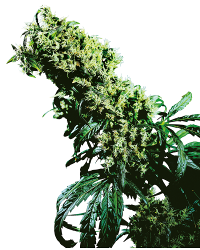 Northern Lights 5 X Haze • Gefeminiseerd