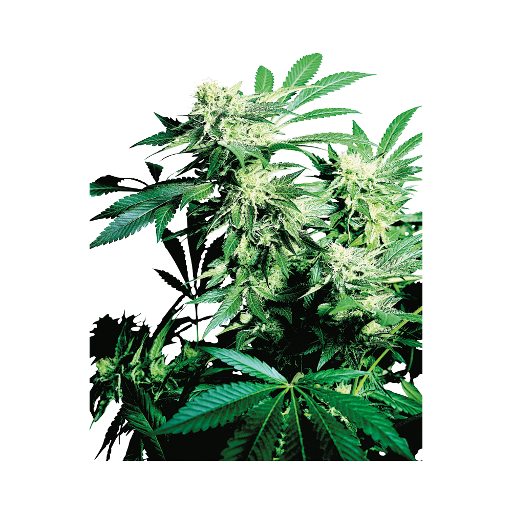 Skunk Kush • Gefeminiseerd