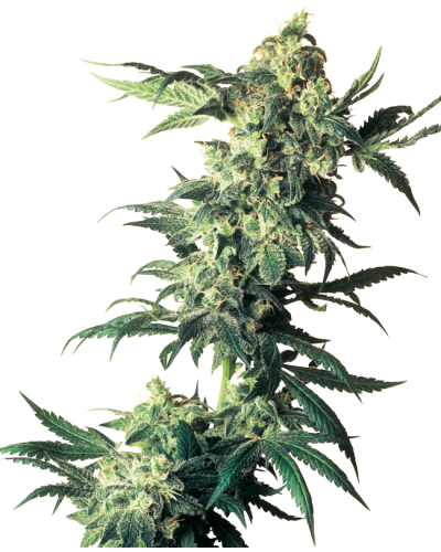 Northern Lights • Gefeminiseerd