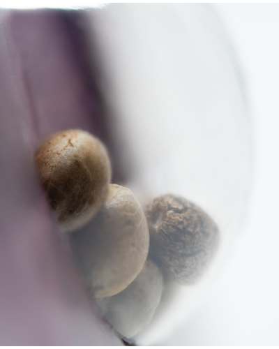 Northern Lights • Gefeminiseerd