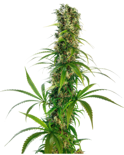 Michka© • Gefeminiseerd