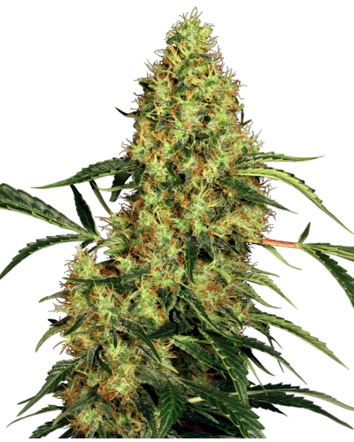 Mexican Sativa • Gefeminiseerd