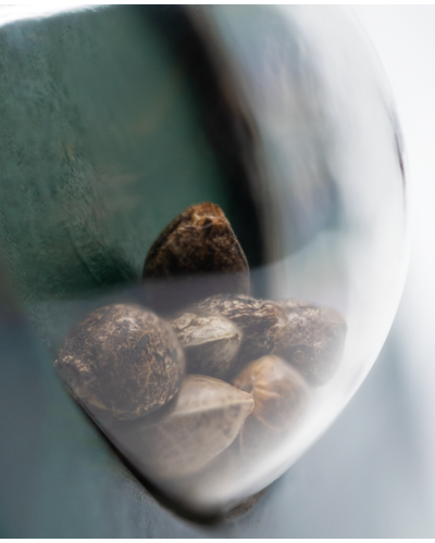 Mexican Sativa • Gefeminiseerd