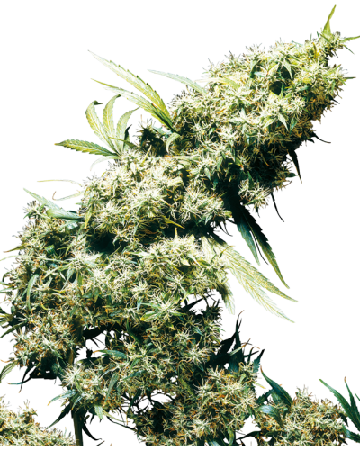 Jamaican Pearl • Gefeminiseerd