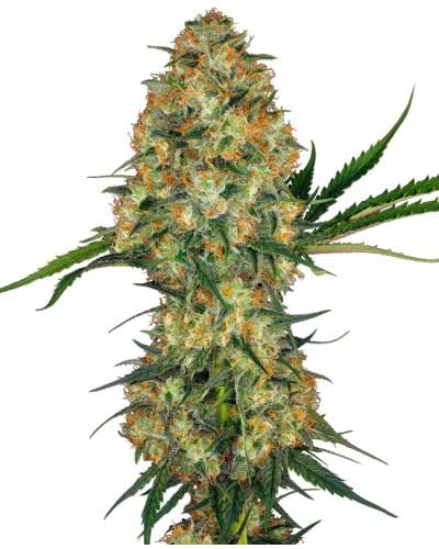 Hindu Kush • Gefeminiseerd