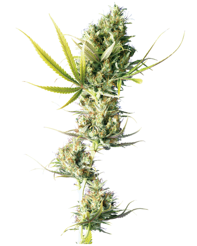 Durban • Gefeminiseerd