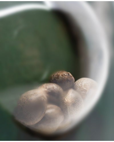 Durban • Gefeminiseerd