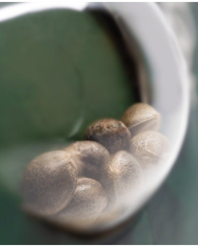 California Indica • Gefeminiseerd