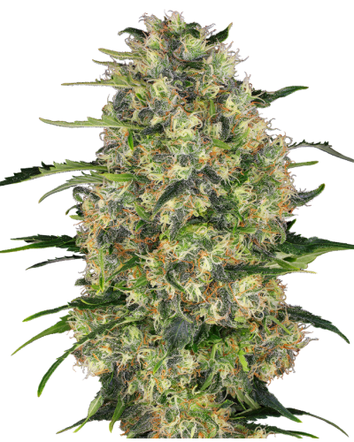 Black Domina • Gefeminiseerd