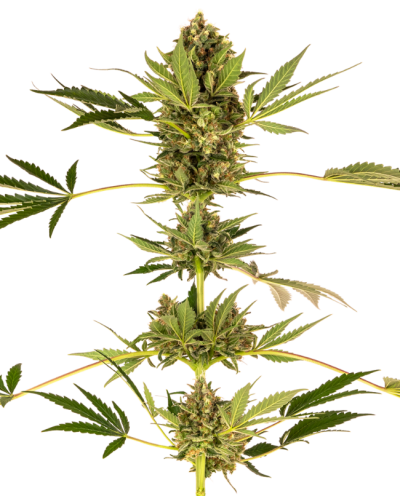 Himalayan CBD • Gefeminiseerd