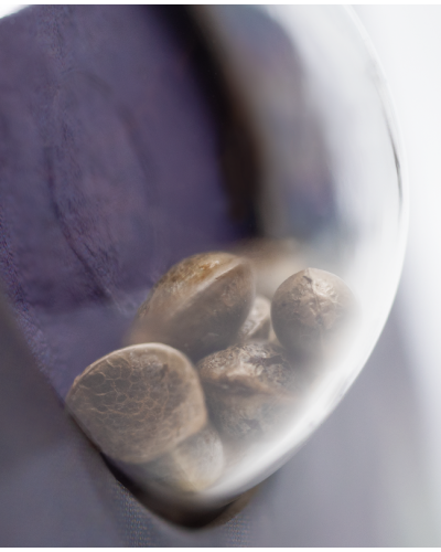 Alpine Delight CBD • Autoflower