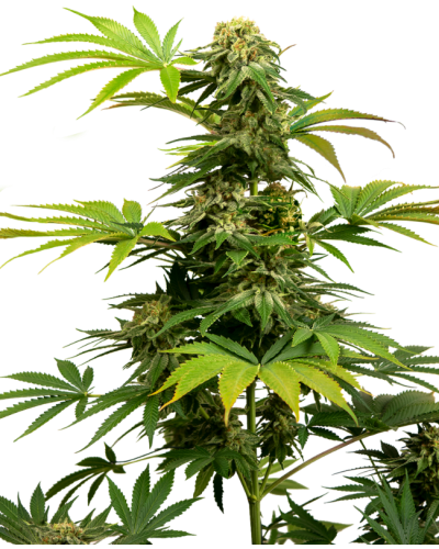 Black Harlequin • Gefeminiseerd