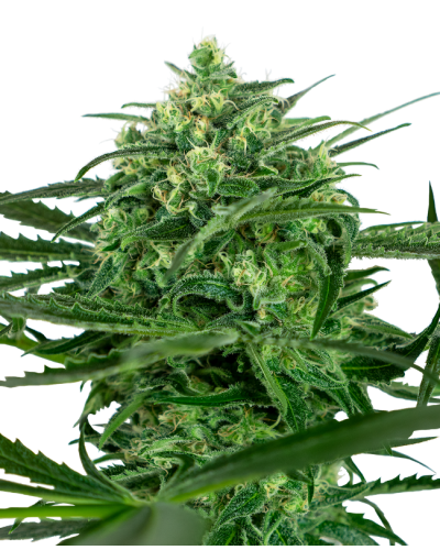 Sensi Amnesia • Gefeminiseerd