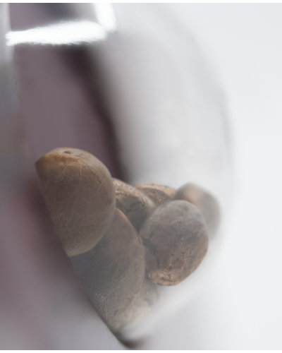 Sensi Amnesia • Gefeminiseerd