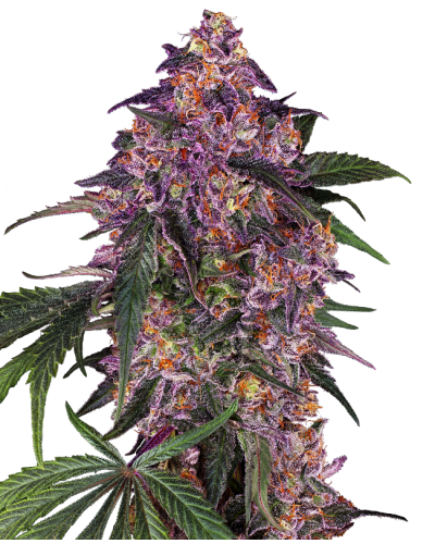 Sensi Purple Kush • Gefeminiseerd