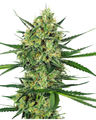 Tangerine Sugar • Gefeminiseerd