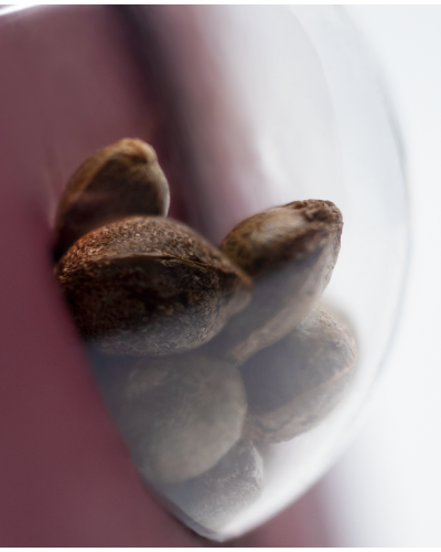 Tangerine Sugar • Gefeminiseerd