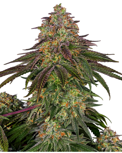 Sweet Cherry Kush • Gefeminiseerd