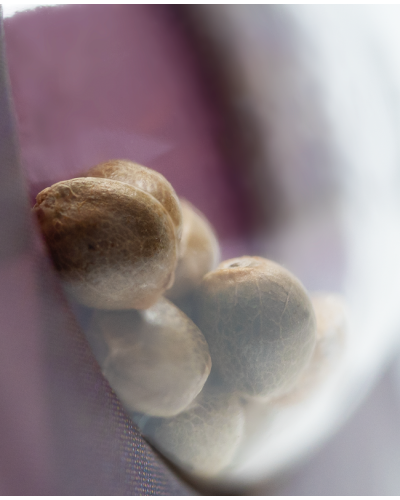 Sweet Cherry Kush • Gefeminiseerd