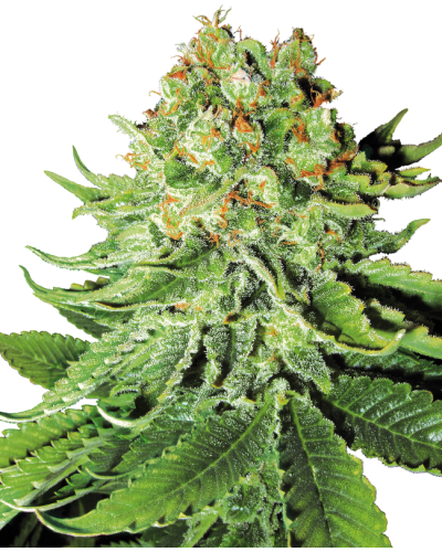 Northern Lights • Autoflower