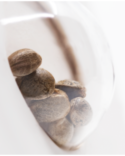 Northern Lights • Autoflower