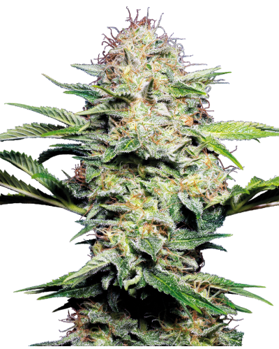 Sensi Skunk • Autoflower