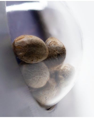 Sensi Skunk • Autoflower