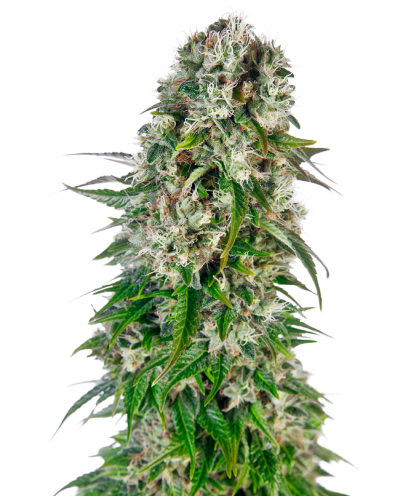 Big Bud • Autoflower