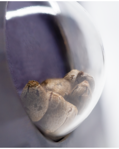 Big Bud • Autoflower