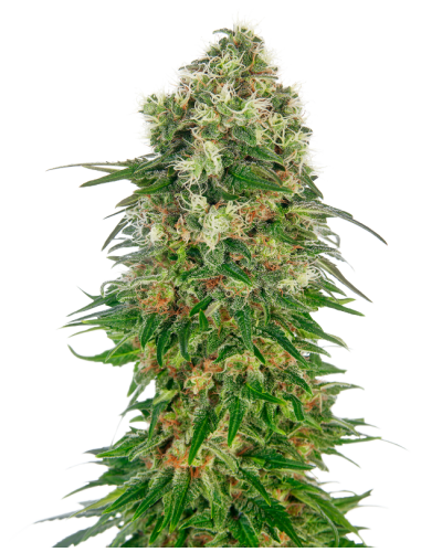 Shiva Skunk • Autoflower