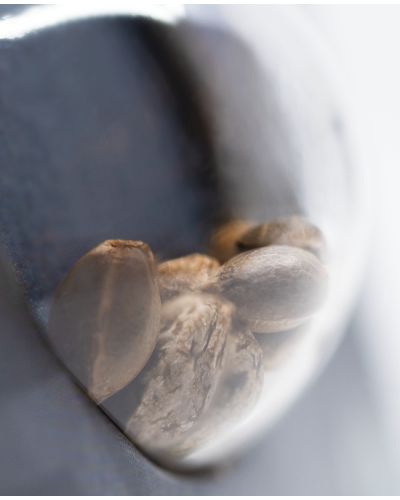 Shiva Skunk • Autoflower