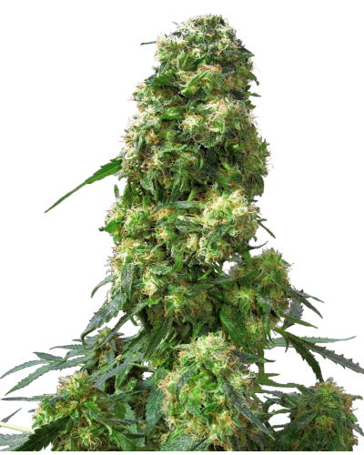 Early Skunk • Autoflower