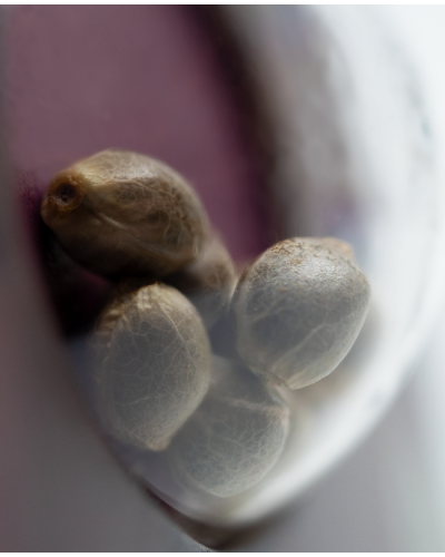 Early Skunk • Autoflower