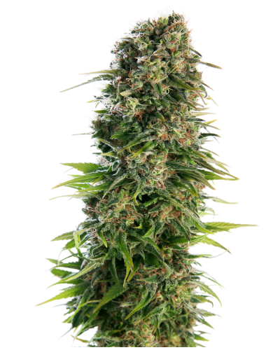 Hindu Kush • Autoflower