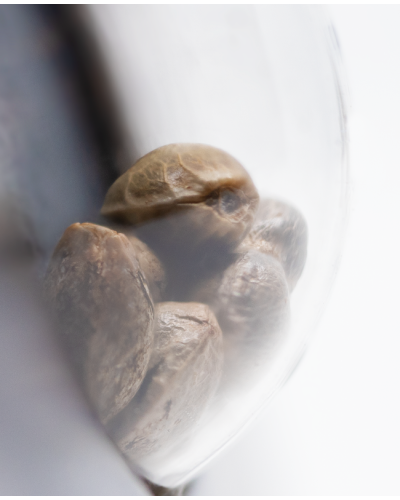 Hindu Kush • Autoflower